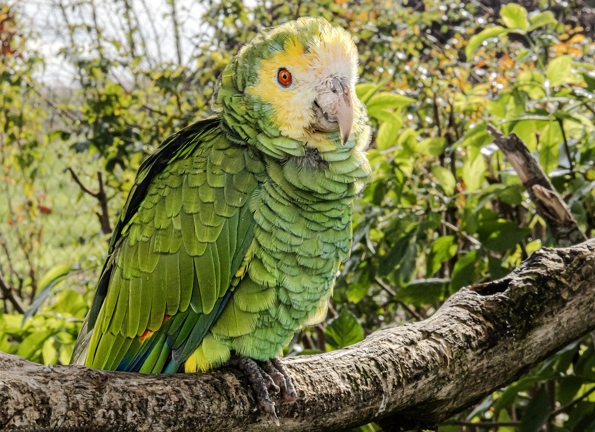 Parrot World | Zoo | 11NOV2023