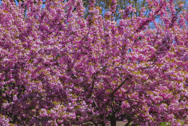 PXL 20240422 162551027.RAW-02.ORIGINAL-Enhanced-NR