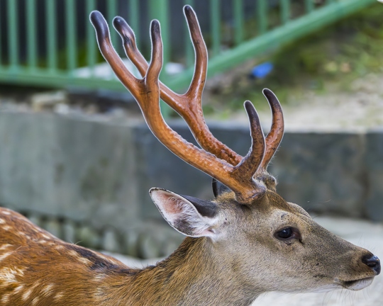 383A8949-Enhanced-NR