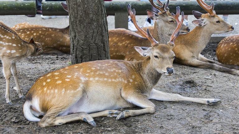 383A8977-Enhanced-NR