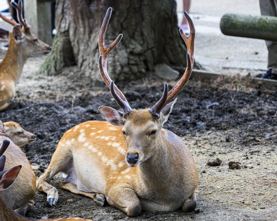 383A8984-Enhanced-NR