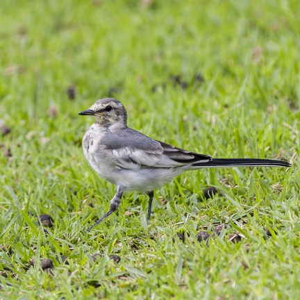 383A9036-Enhanced-NR