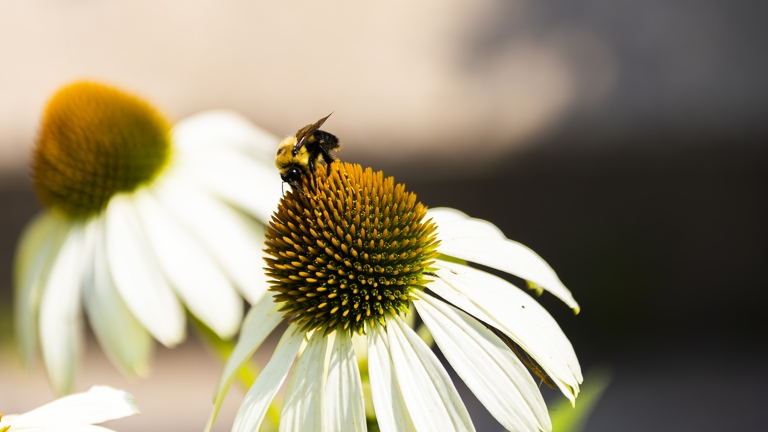 383A9769-Enhanced-NR