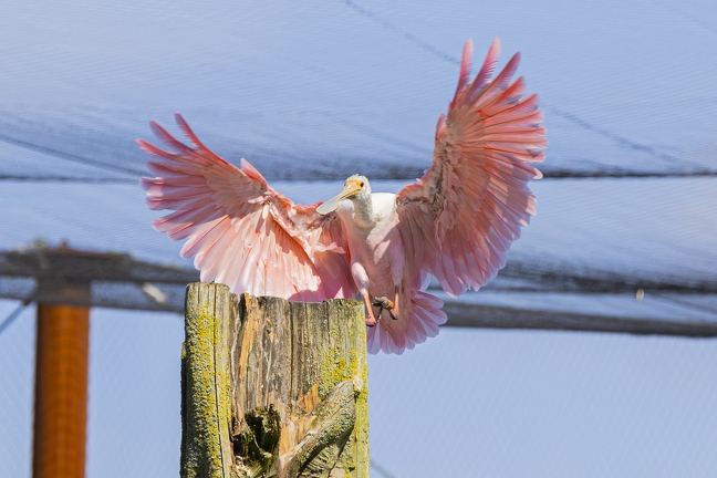 383A0262-Enhanced-NR