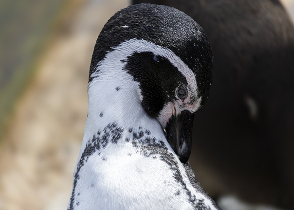 383A0471-Enhanced-NR