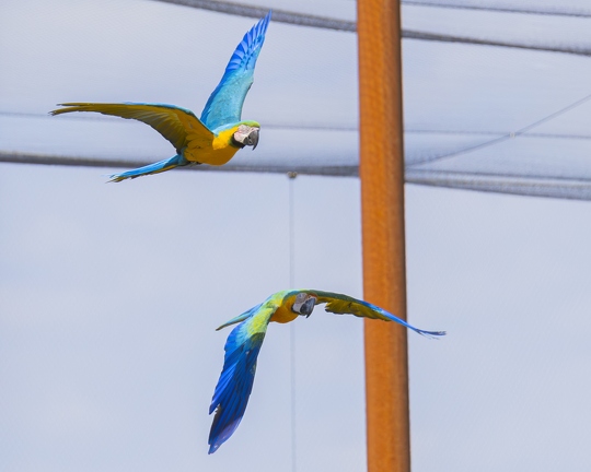 383A0285-Enhanced-NR