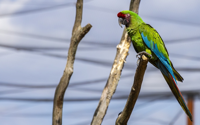 383A0311-Enhanced-NR