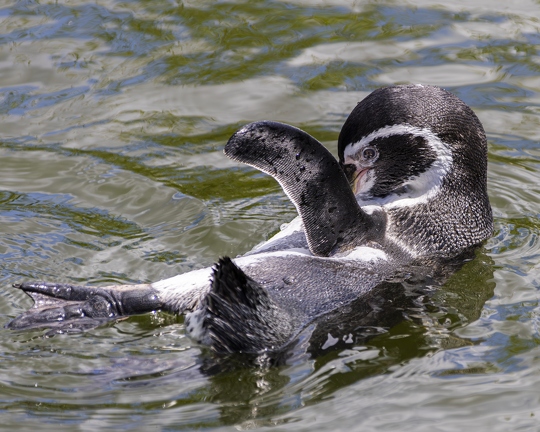 383A0516-Enhanced-NR