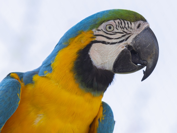 383A0385-Enhanced-NR