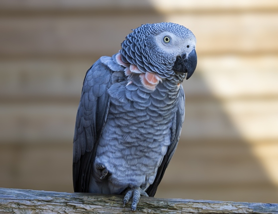 383A0722-Enhanced-NR