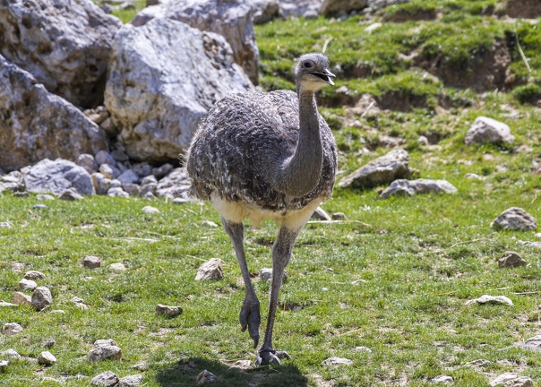 383A0643-Enhanced-NR