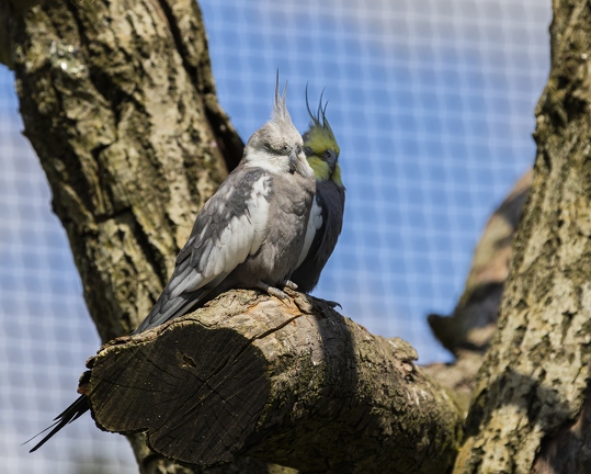 383A0883-Enhanced-NR