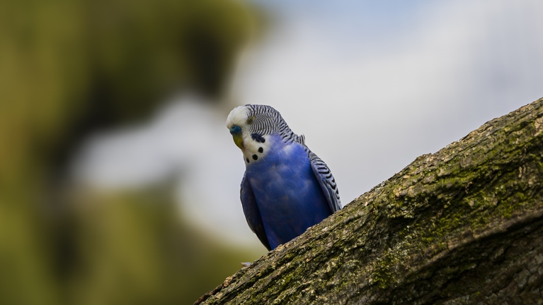 383A0916-Enhanced-NR