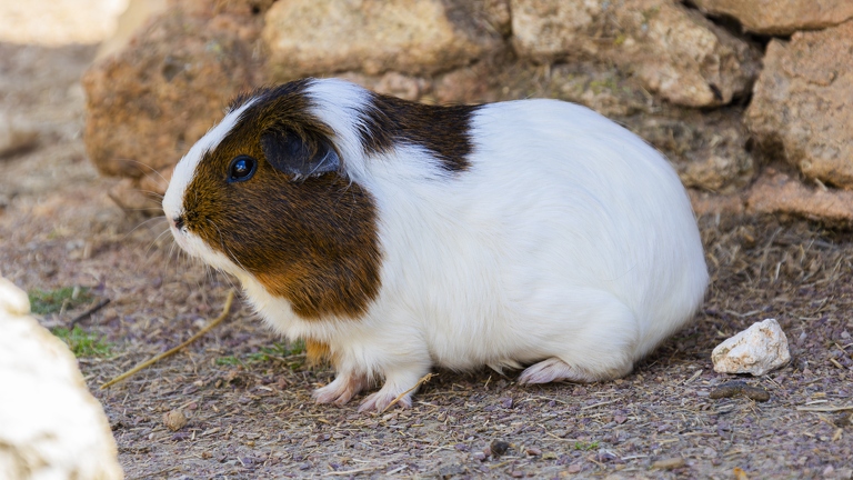 383A0704-Enhanced-NR