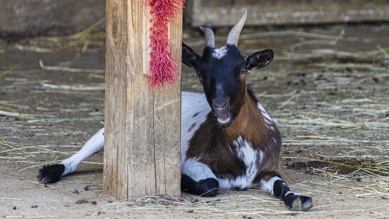 383A0809-Enhanced-NR