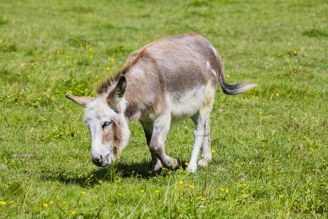 383A0875-Enhanced-NR