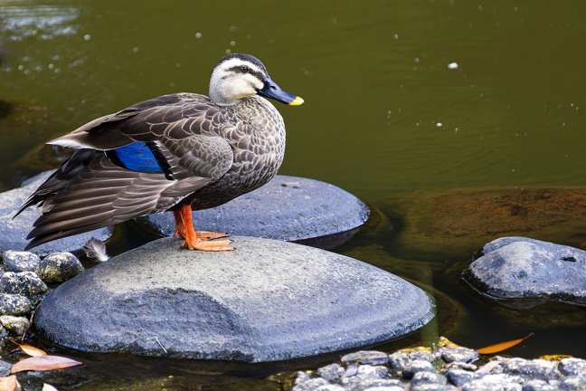 383A1302-Enhanced-NR