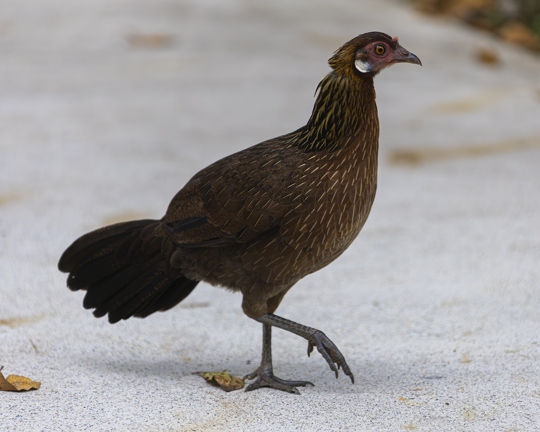 383A6573-Enhanced-NR