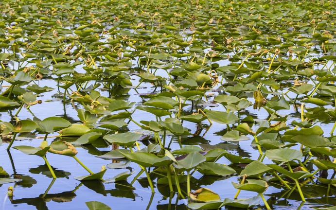 383A9362-Enhanced-NR