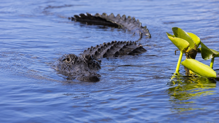 Everglades | US National Park | 24OCT2024