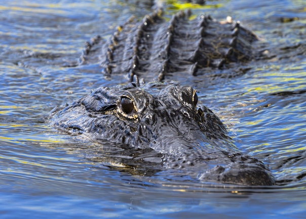 383A9489-Enhanced-NR