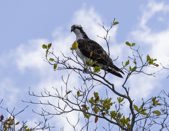 383A9589-Enhanced-NR