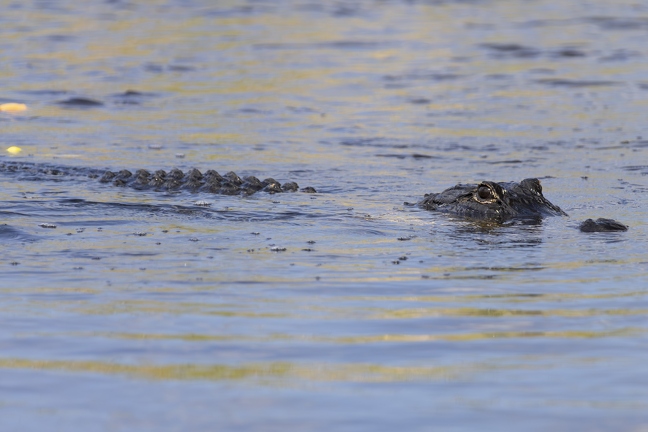 383A9689-Enhanced-NR