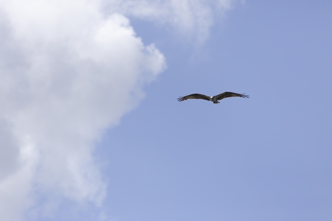 383A9721-Enhanced-NR