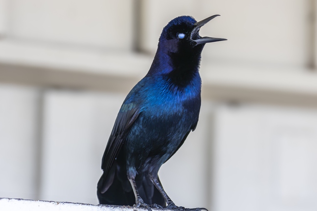 383A9750-Enhanced-NR