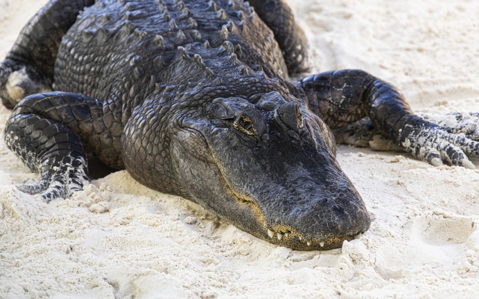 383A9809-Enhanced-NR