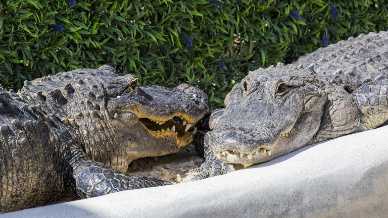 383A9813-Enhanced-NR