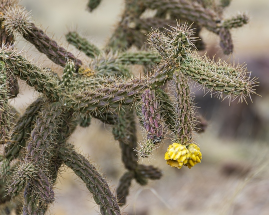 383A2452-Enhanced-NR