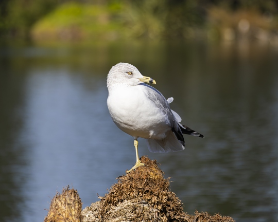 383A2943-Enhanced-NR