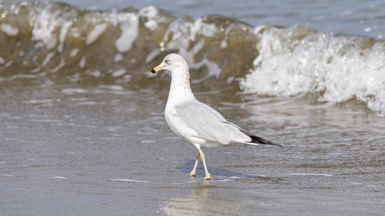 383A3085-Enhanced-NR