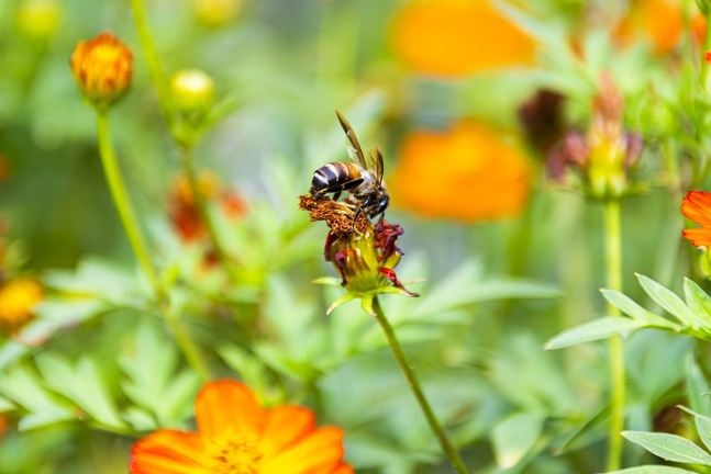 383A3347-Enhanced-NR