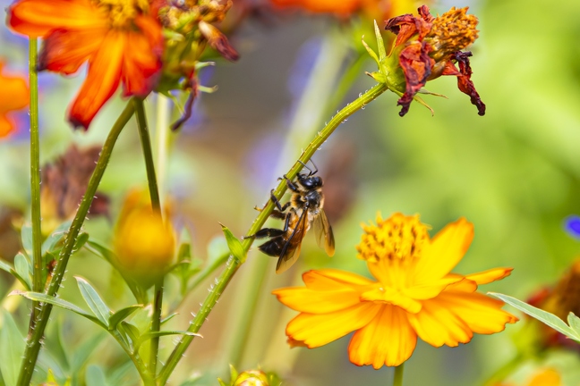 383A3351-Enhanced-NR