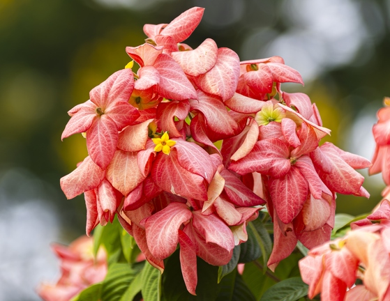 383A3387-Enhanced-NR