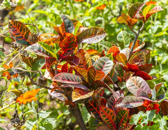 383A3625-Enhanced-NR