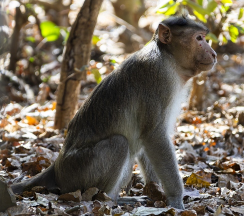 383A3781-Enhanced-NR