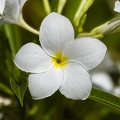 383A7029-Enhanced-NR.jpg