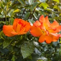 383A2158.jpg