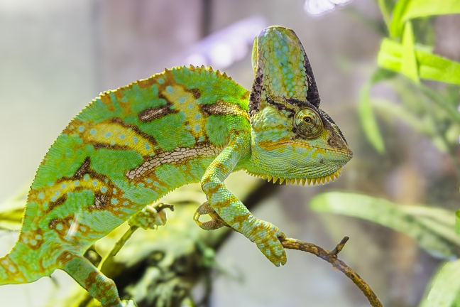 Zoo of Celje, SI | Zoo | 26JUN2025
