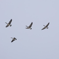 383A1096.jpg